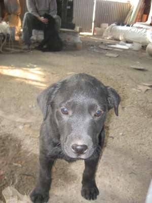 Vand pui de Labrador