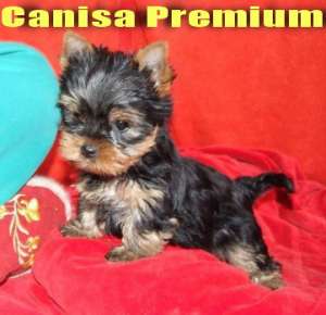 Yorkshire Terrier Toy de vanzare Cluj