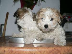 bichon havanese