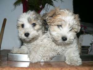 bichon havanese