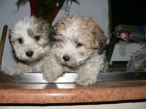 bichon havanese