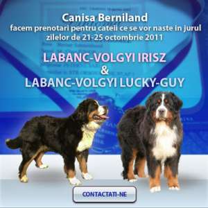 PRENOTARI CIOBANESC DE BERNA