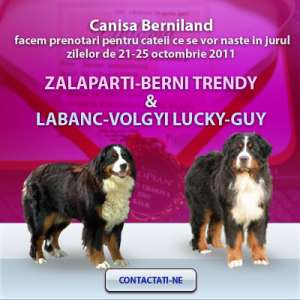 PRENOTARI CIOBANESC DE BERNA