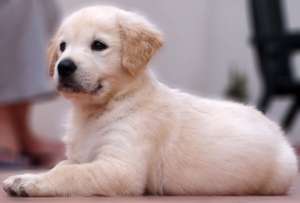 Puiuti LABRADOR Auriu