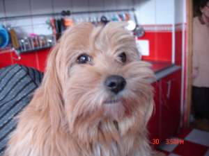 Donez bichon