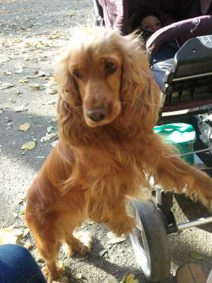 vand coker spaniel, superb