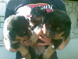 Vand pui de rottweiler rasa pura