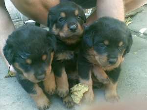 Vand pui de rottweiler rasa pura