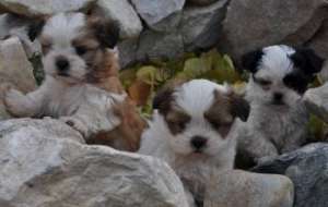 Vand shihtzu si bichoni,  EXEMPLARE EXCEPTIONALE,  Canisa proprie.
