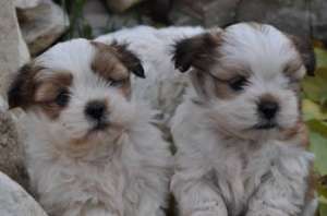 Vand shihtzu si bichoni,  EXEMPLARE EXCEPTIONALE,  Canisa proprie.