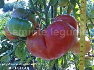 Seminte legume hobby