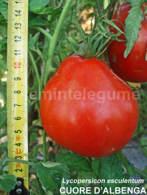 Seminte legume hobby
