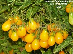 Seminte legume hobby