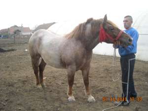 VANZARE CAI