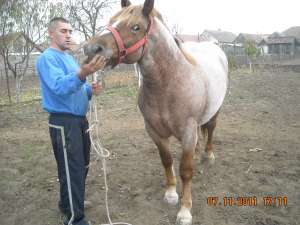 VANZARE CAI