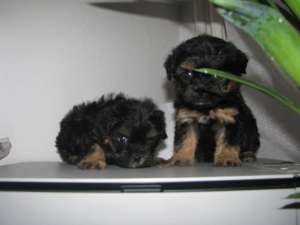 Yorkshire terrier