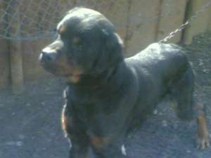 vand rottweiler