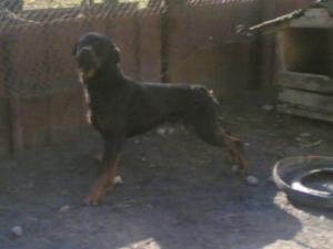 vand rottweiler
