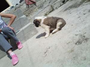 Catei saint bernard superbi