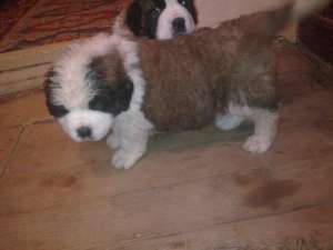 Catei saint bernard superbi