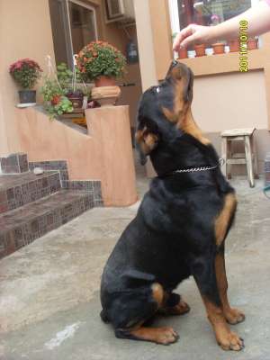 Vand  rottweiler  superb , 
