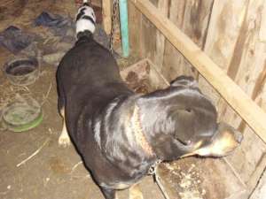 vand femela rotweiler