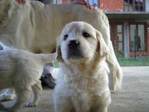 Golden Retriever de vanzare