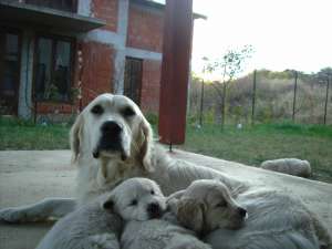 Golden Retriever de vanzare