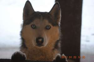 PIERDUT CAINE RASA HUSKY � ofer recompensa