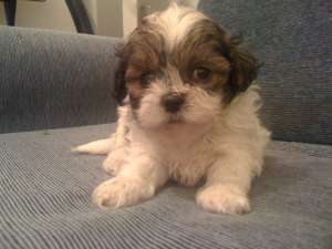 bichon havanez pui 5 saptamani