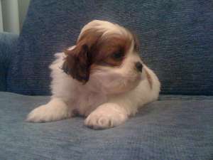 bichon havanez pui 5 saptamani