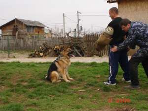 Dresaj profesionist si Pensiune canina