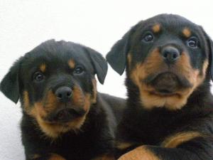 pui rottweiler