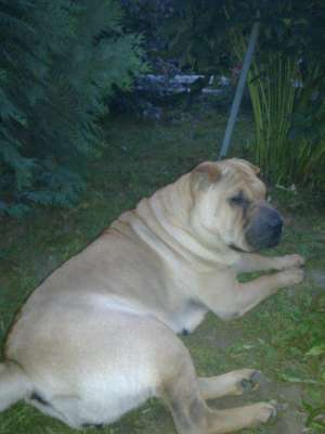 vand pui shar-pei