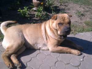 vand pui shar-pei