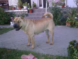 vand pui shar-pei
