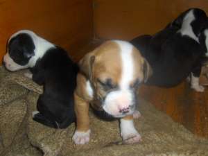 catei de vanzarerasa amstaff