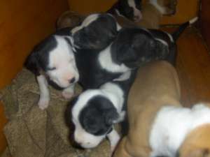 catei de vanzarerasa amstaff