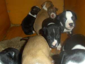 catei de vanzarerasa amstaff