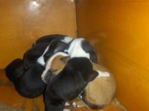 catei de vanzarerasa amstaff si mascul pentru monta