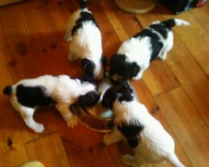 vand puii foxterrier par sarmos