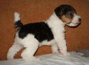 vand puii foxterrier par sarmos