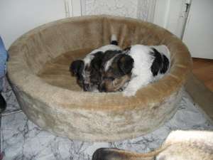 vand puii foxterrier par sarmos