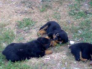 Pui rottweiler