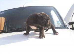 CANE CORSO