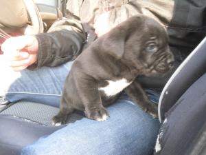 CANE CORSO
