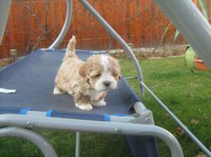 vand bichon havanez ,  baietel