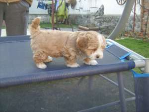 vand bichon havanez ,  baietel