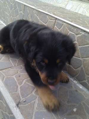 Vand pui rottwieler