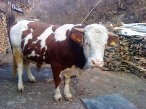 vand taur baltata romaneasc 700kg grosime 2.03cm